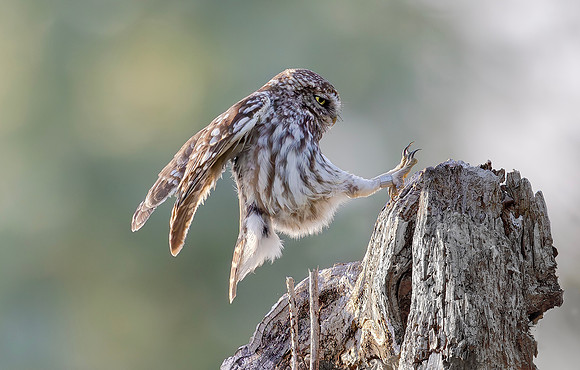 Steenuil, Little Owl, Groene Hart 2025