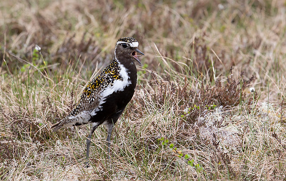 Goudplevier, Golden Plover, Storlien, Jämtland 2022