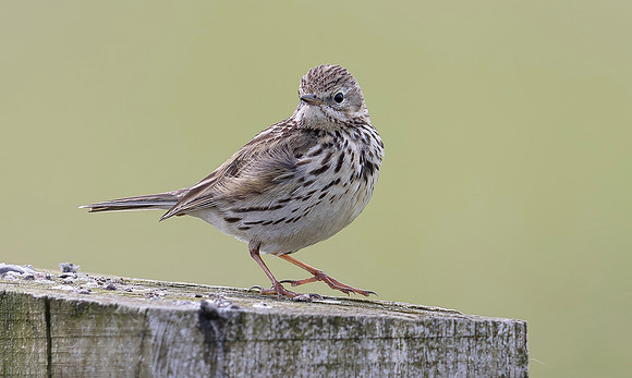 Graspieper, Meadow Pipit, Eempolder 2024