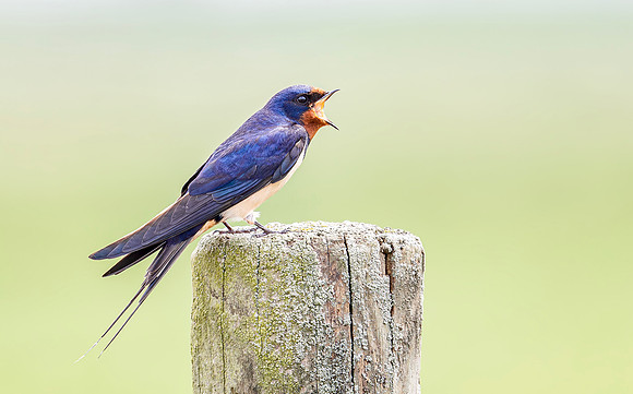 Boerenzwaluw, Barn Swallow, Eempolder 2022