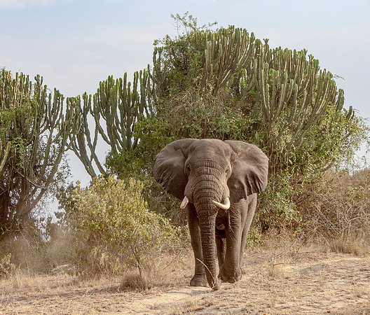 African Elephant, Uganda 3 september 2010 k