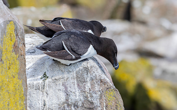 Alk, Razorbill, Farne Isles 2019