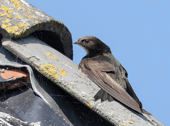 Gierzwaluw, Common Swift, Heeg 2022