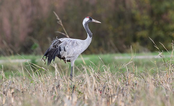 Kraanvogel, Common Crane,  Lac du Der Chantecoq 2019