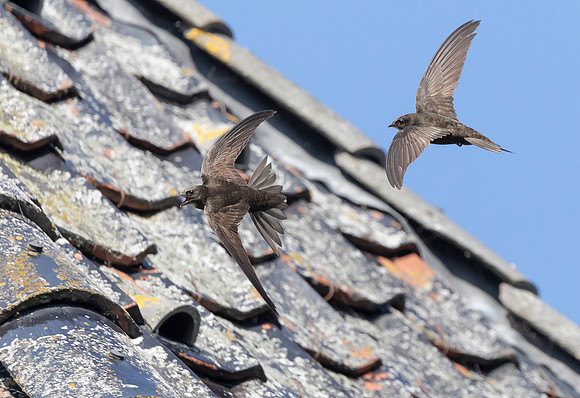 Gierzwaluw, Common Swift, Heeg 30-06-2022, 16A3776