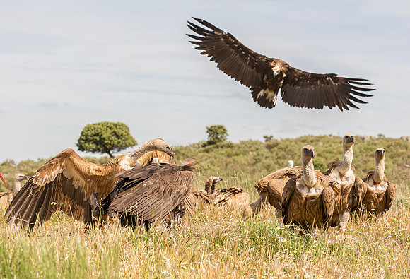 Monniksgier, Cinereous Vulture, Vale Gier, Griffon Vulture, Extremadura, Spanje 2016