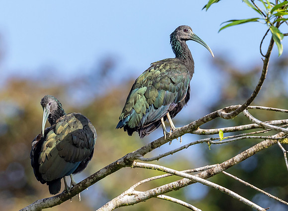 Green Ibis, Costa Rica 2022