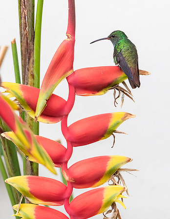 Rufous-tailed Hummingbird perching on Heliconia spec., Costa Rica 2022