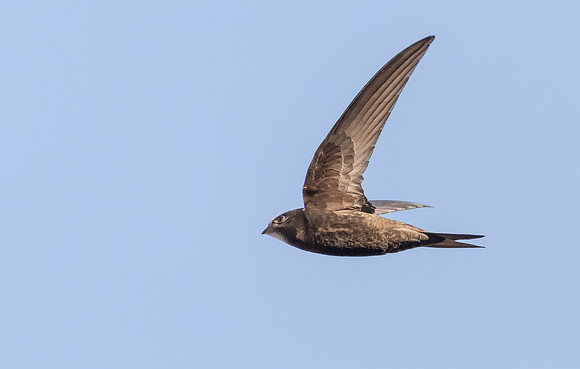 Gierzwaluw, Common Swift, Heeg 2022