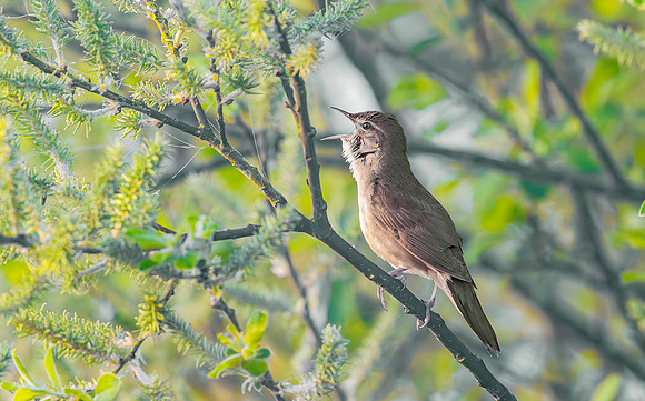 Snor, Savi's warbler, Waverhoek 2025