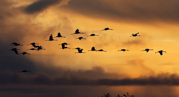 France, Kraanvogel, Common Crane,  Lac du Der Chantecoq 2019