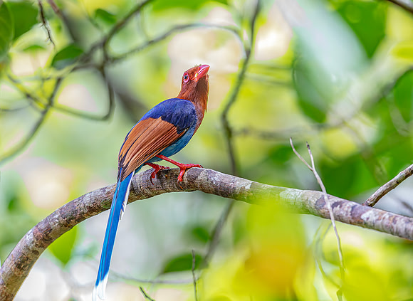 Sri Lanka Blue Magpie, Sinharaja, Sri Lanka 2019