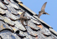 Gierzwaluw, Common Swift, Heeg 2022