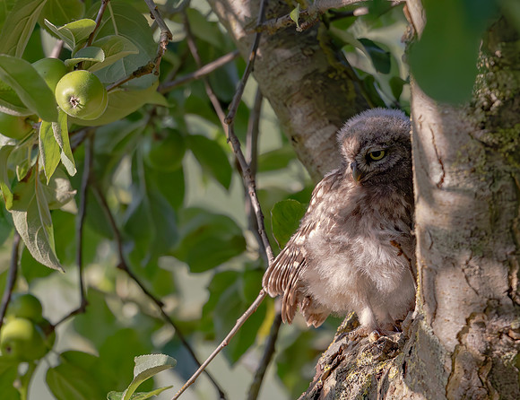 Steenuil juv, Little Owl, Groene Hart, Nederland 2024