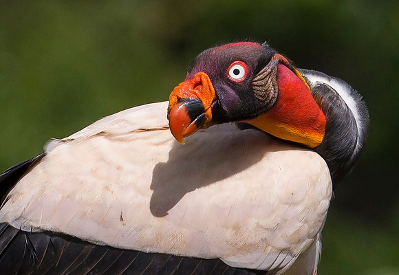 King Vulture, Costa Rica 2022