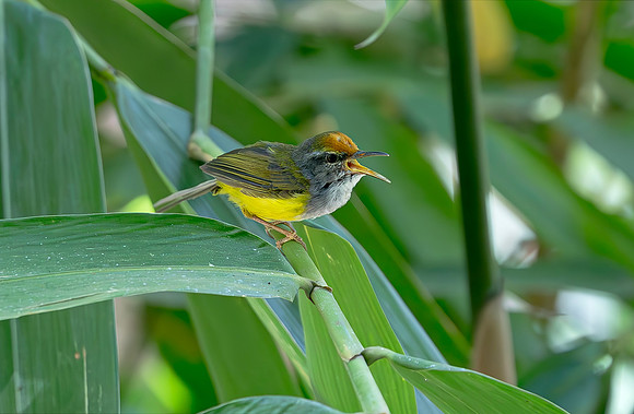 Mountain Leaftoiler, Botanical garden Bedugul area, Bali 2018