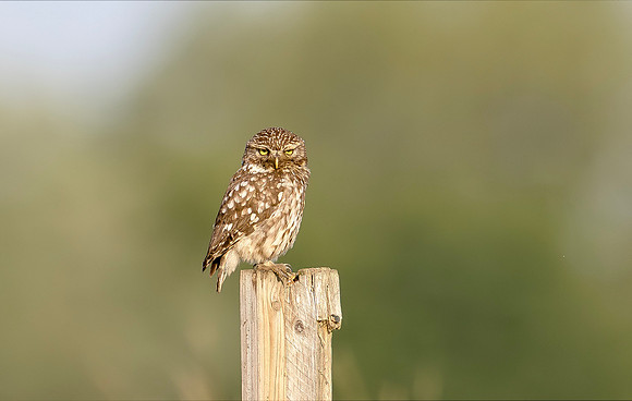 Steenuil ♂, Little Owl, Groene Hart 2025