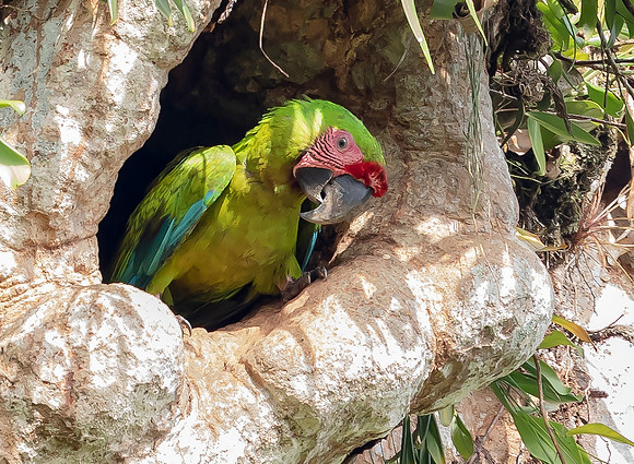 Great Green Macaw, Costa Rica 2022