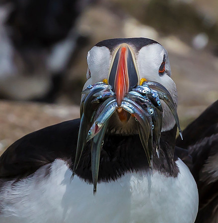 Papegaaiduiker, Atlantic Puffin, Farne Isles 2019
