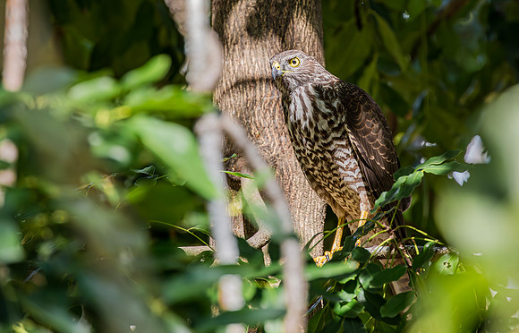 Brown Goshawk imm, Australia, NT 2016