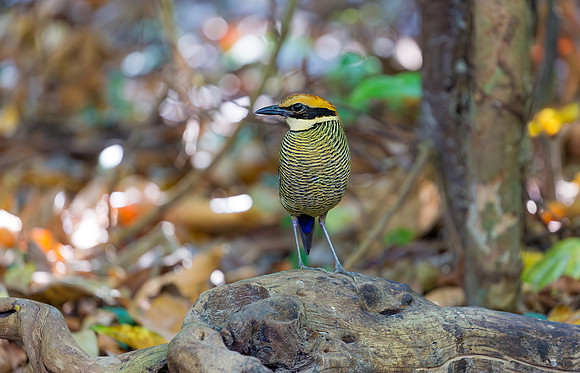 Javan Banded Pitta ♀, Bali, Indonesia 2018