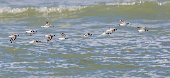 Drieteenstrandloper winter, Sanderling, IJmuiden 2016