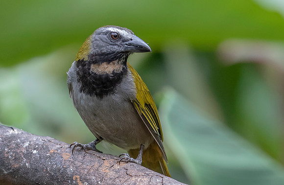 5041 Buff-throated Saltator, Costa Rica 2022,16A7832