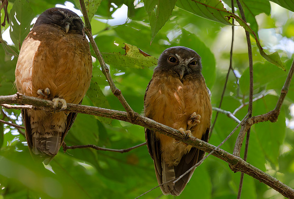 Ochre-bellied Boobook ♀, ♂, Sulwesi, Indonesia 2018