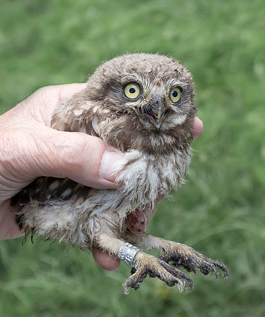 Steenuilen ringen, Little Owl, Amsteland 2018