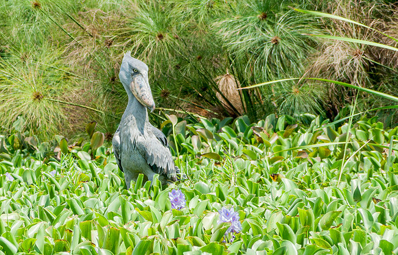 Shoe-billed Stork, Lake Edward, Uganda 31 augustus 2010