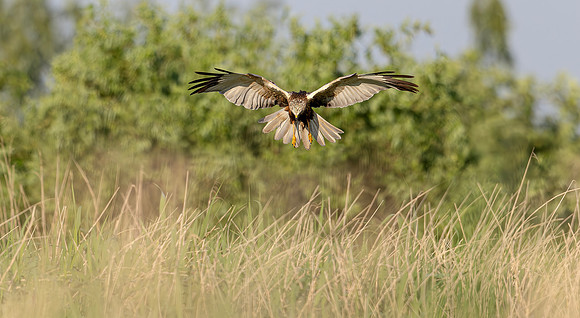 Bruine kiekendief ♂, Marsh harrier, Rietlanden Kockengen 2024