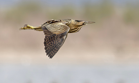 Roerdomp, Eurasian Bittern, Marker Wadden 2024
