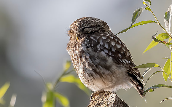 Steenuil, Little Owl, Groene Hart 2024