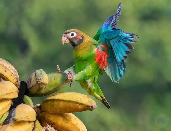 Brown-hooded Parrot, Costa Rica 2022