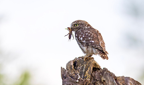 Steenuil, Little Owl, Groene Hart 30-05-2025