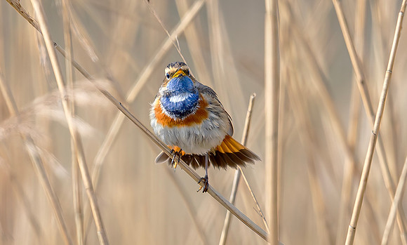 Blauwborst ♂, balts, Bluethroat courtship, Waverhoek 2024