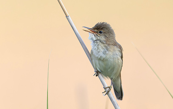 8994 Kleine Karakiet, Reed Warbler, Waverhoek 10-06-2023, 0S1A3112 X