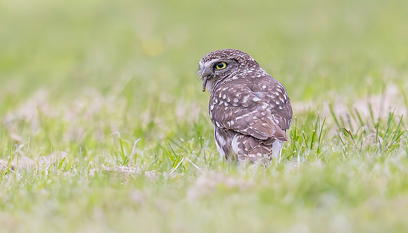 Steenuil, Little Owl, Groene Hart, Nederland 2024