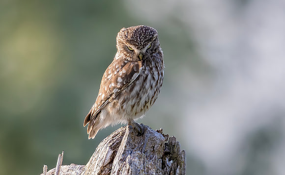 Steenuil, Little Owl, Groene Hart 2025