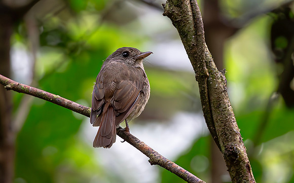 Matinan Flycatcher, Gunung Ambang, Sulawesi 2018