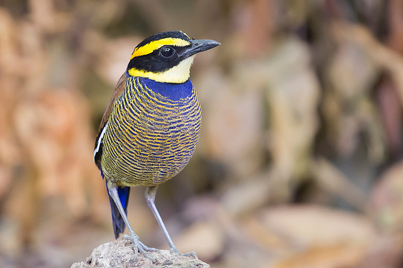 Javan Banded Pitta ♂, Bali Indonesia 2018