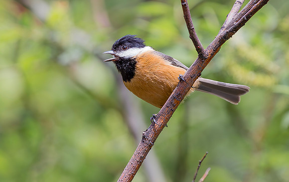 Rusty-breasted Tit, Sichuan, China 2017