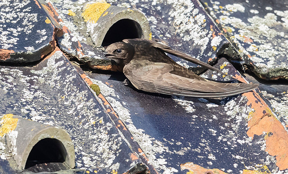 20 Gierzwaluw, Common Swift, Heeg 23-06-2022, 16A2103