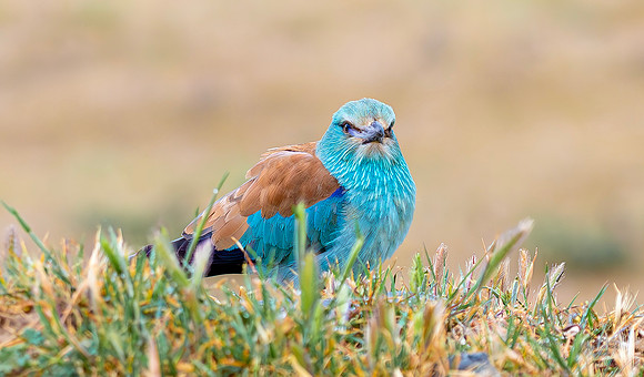 Scharrelaar ♀, European Roller, Campo Lugar, España 2019,