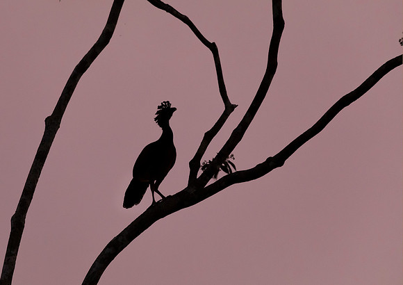 Great Curassow ♂, Costa Rica 2022