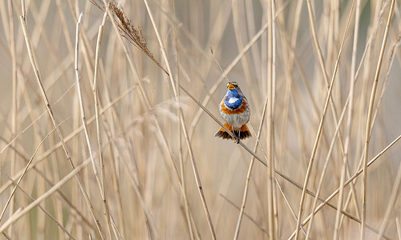 Blauwborst ♂, balts, Bluethroat courtship, Waverhoek 2024