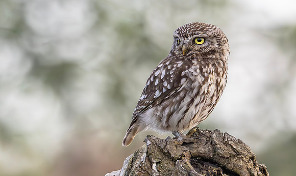 Steenuil, Little Owl, Groene Hart, Nederland 2024