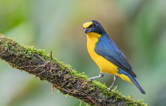 Yellow-throated Euphonia ♂, Costa Rica 2022