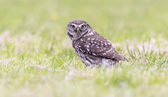 Steenuil, Little Owl, Groene Hart 2024