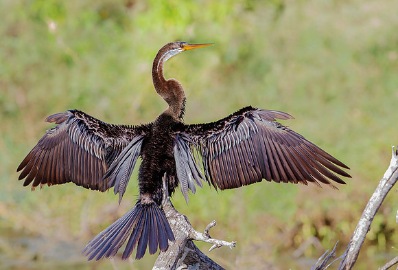 Oriental Darter, Bundala NP Sri  Lanka 2019